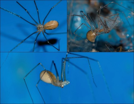 Pholcus phalangioides